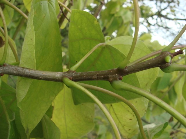 Catalpa bignonioides rameau